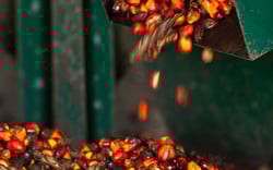 PalmOilCrusher